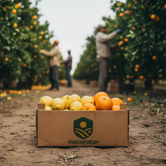 Frische Orangen und Zitronen von Fincafresh, direkt auf dem Feld in Andalusien geerntet.